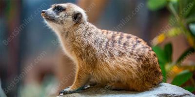 meerkat movies