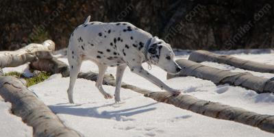 dalmatian movies