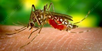 malaria movies